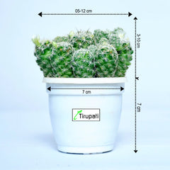 Thimble Cactus Plant