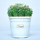 Thimble Cactus Plant