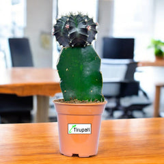 Green Moon Cactus Plant
