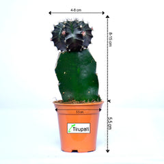Green Moon Cactus Plant