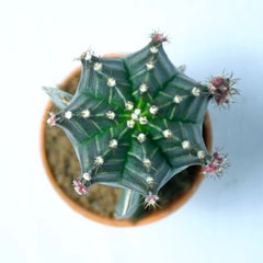 Green Moon Cactus Plant
