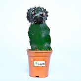 Green Moon Cactus Plant