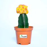 Orange Moon Cactus Plant