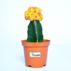 Orange Moon Cactus Plant