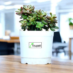 Pomgardening Jade Plant