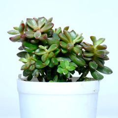 Pomgardening Jade Plant