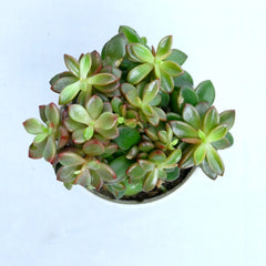 Pomgardening Jade Plant