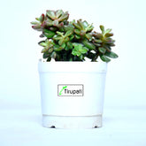 Pomgardening Jade Plant