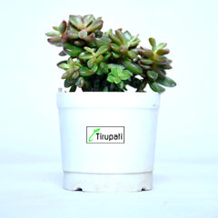 Pomgardening Jade Plant