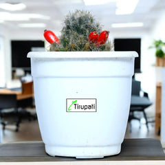 Silver Cluster Cactus Plant