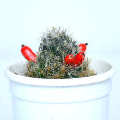 Silver Cluster Cactus Plant