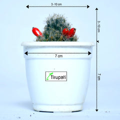 Silver Cluster Cactus Plant