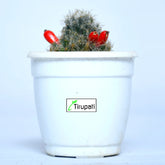 Silver Cluster Cactus Plant