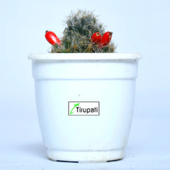 Silver Cluster Cactus Plant