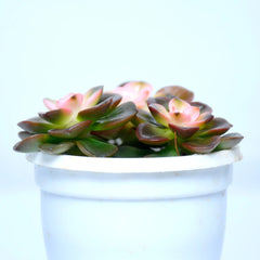 Chroma Cactus Plant