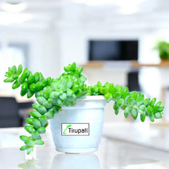 Burro's Tail Succulent Plant