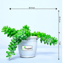 Burro's Tail Succulent Plant