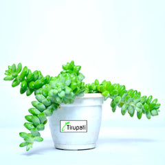 Burro's Tail Succulent Plant