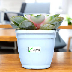 Echeveria Chroma Variegated Plant