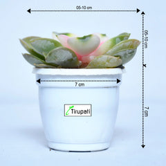 Echeveria Chroma Variegated Plant