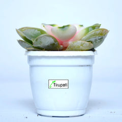 Echeveria Chroma Variegated Plant