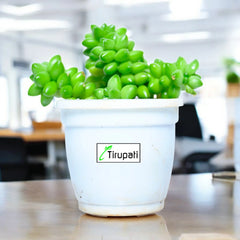 Sedum Album Succulent