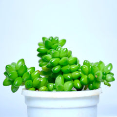 Sedum Album Succulent