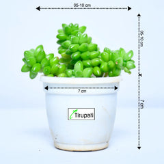 Sedum Album Succulent