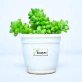 Sedum Album Succulent