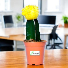 Yellow Moon Cactus Plant