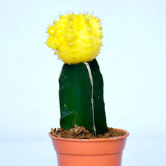 Yellow Moon Cactus Plant