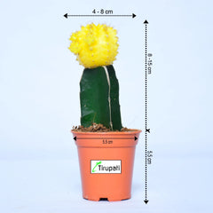Yellow Moon Cactus Plant