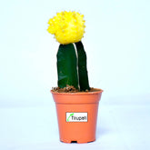 Yellow Moon Cactus Plant