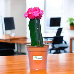 Pink Moon Cactus Plant