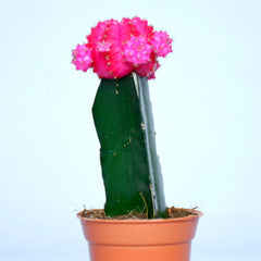 Pink Moon Cactus Plant