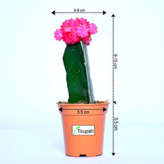 Pink Moon Cactus Plant