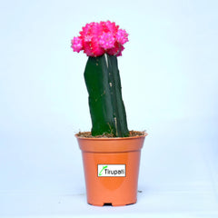 Pink Moon Cactus Plant