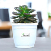 Aeonium Succulent Plant