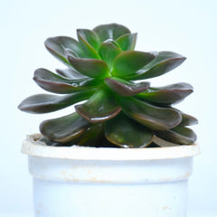 Aeonium Succulent Plant