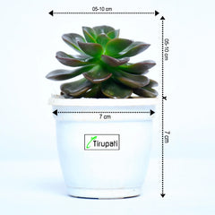 Aeonium Succulent Plant