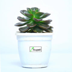 Aeonium Succulent Plant