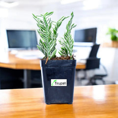 Pedilanthus Tithymaloides Nana Variegated Plant