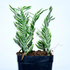 Pedilanthus Tithymaloides Nana Variegated Plant