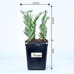 Pedilanthus Tithymaloides Nana Variegated Plant