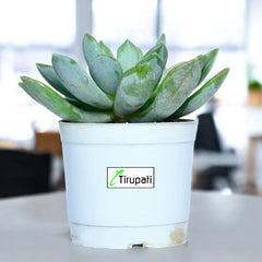 Phulwa Echeveria Plant