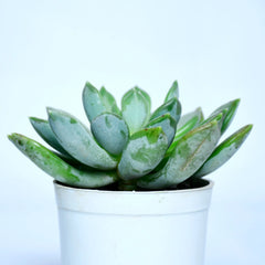 Phulwa Echeveria Plant