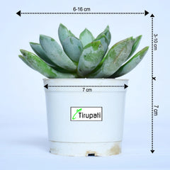 Phulwa Echeveria Plant