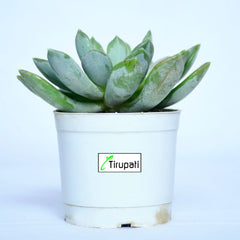 Phulwa Echeveria Plant