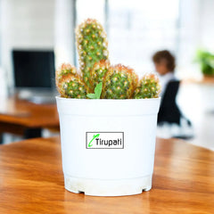 Mammillaria Elongata Copper Queen Plant