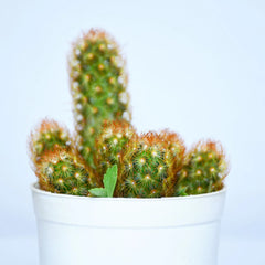 Mammillaria Elongata Copper Queen Plant